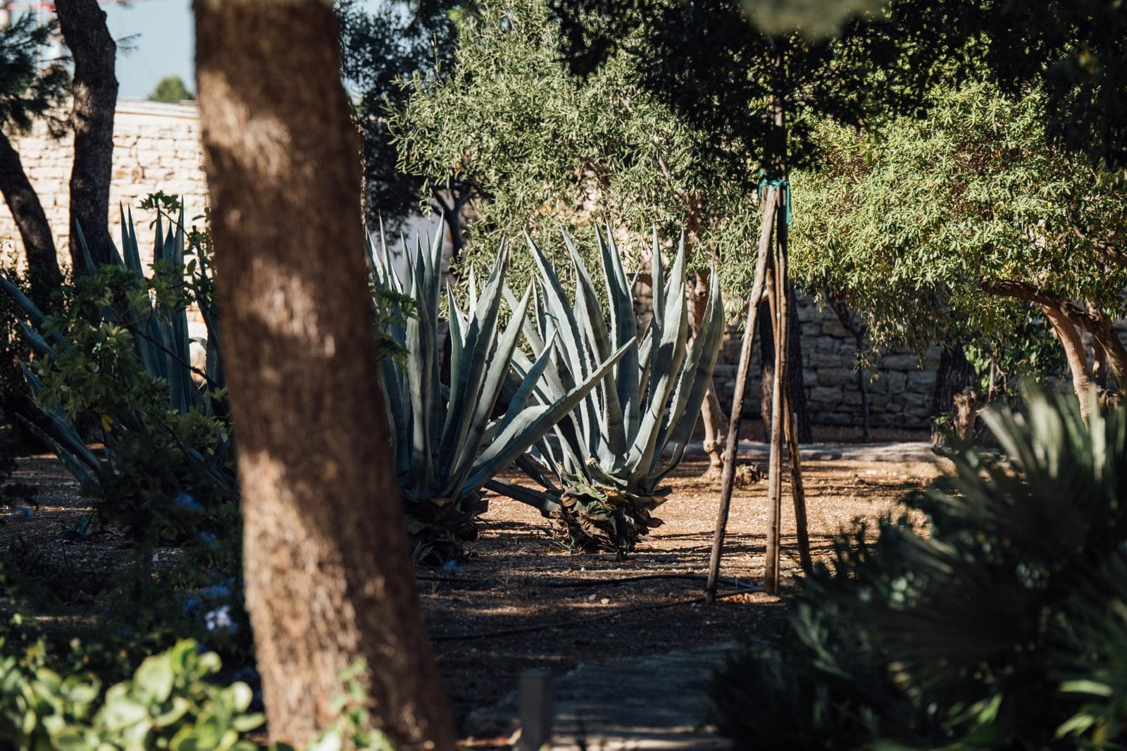 Mediterranean garden